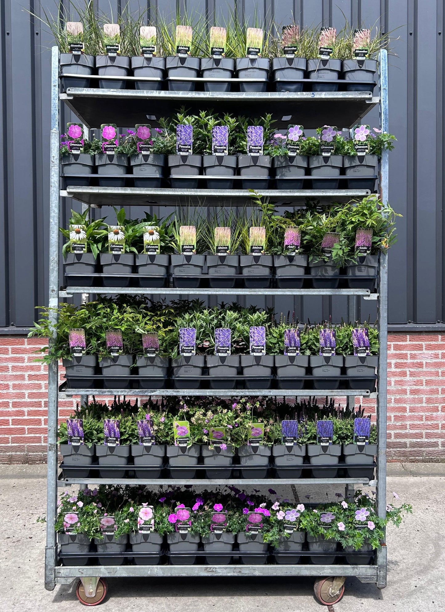 Perennials mix 35cm 17cm Pot