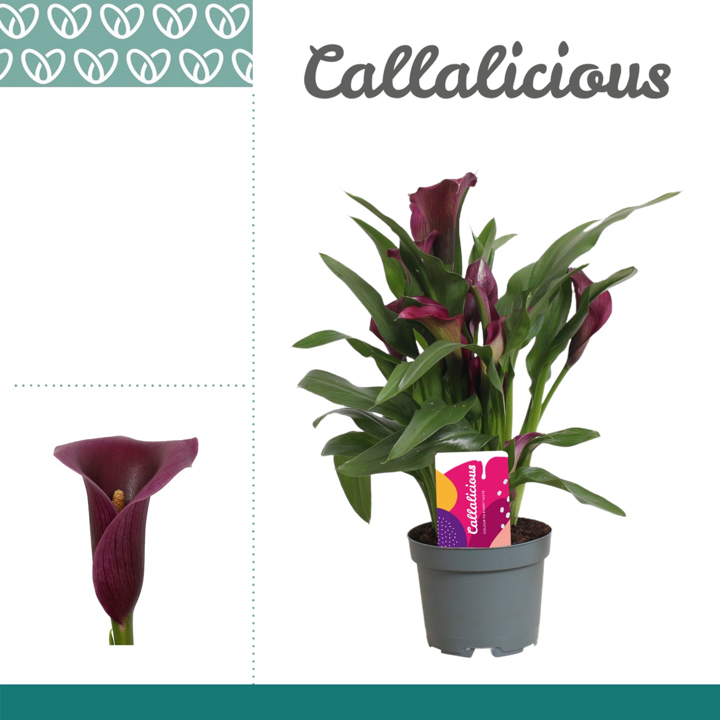 Zantedeschia Paco 25cm 510cm Pot