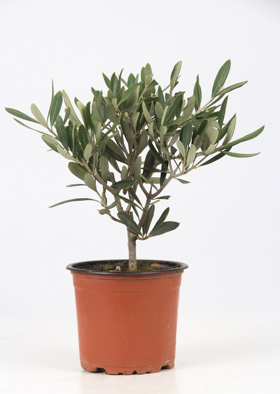 Olea europaea 30cm 12cm Pot