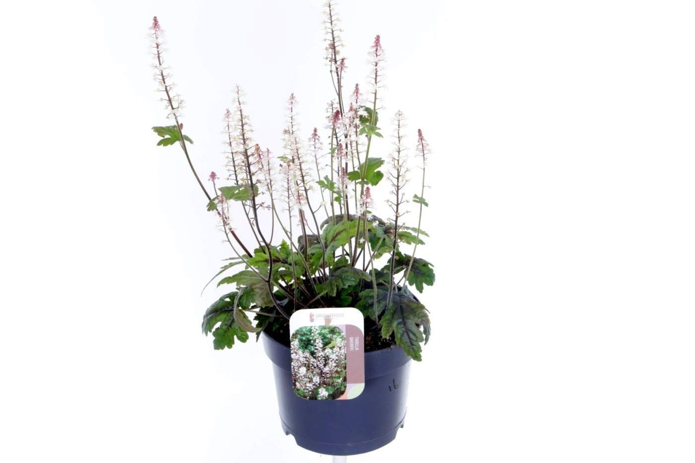 Tiarella cordifolia 25cm 17cm Pot