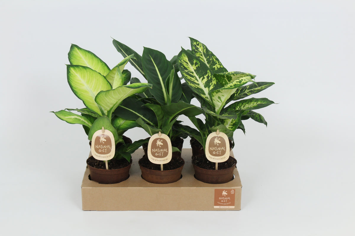 Dieffenbachia mix 40cm 12cm Pot