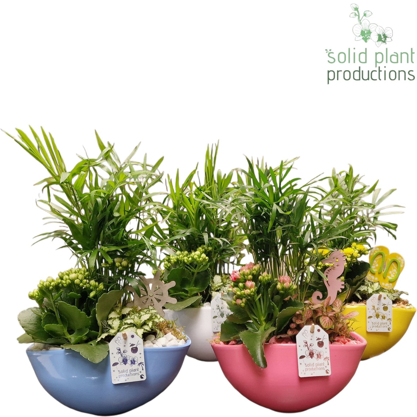 Solid Plant Productions CH005 Evelyn Summer Mix Pack of 4