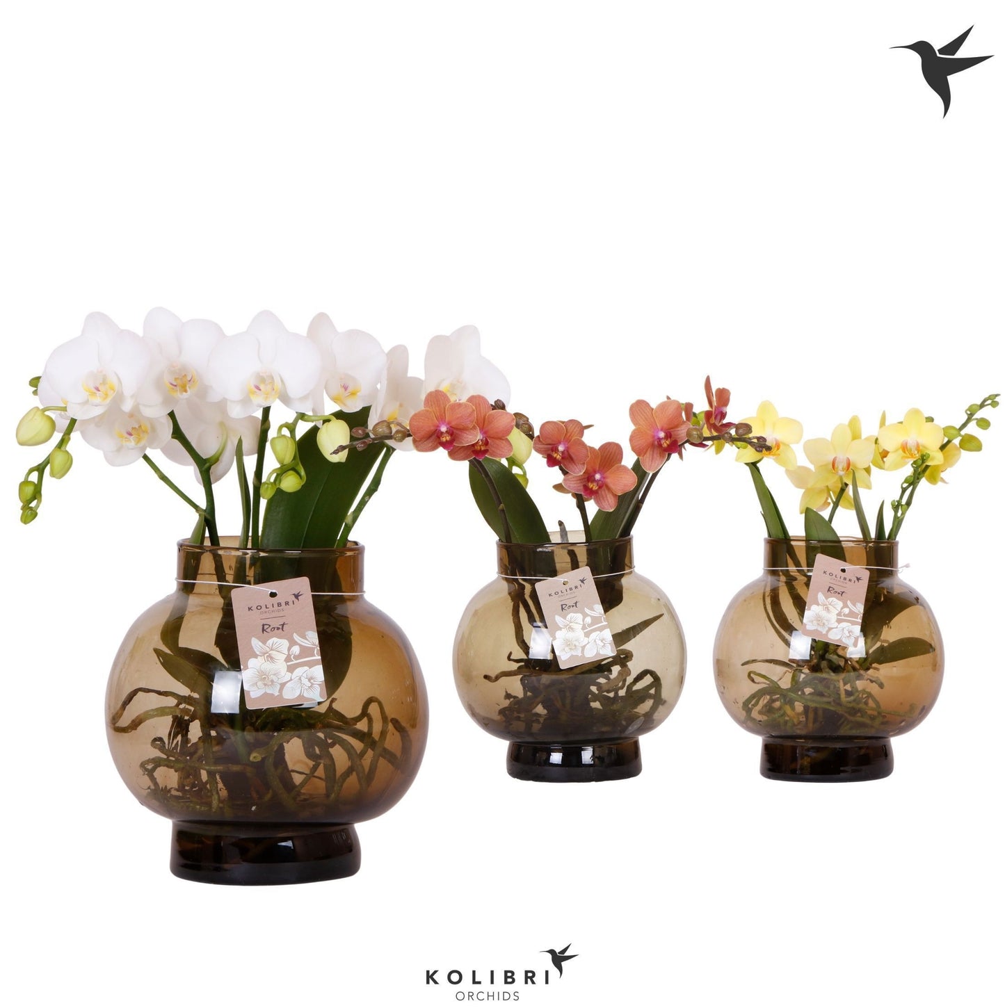 Phalaenopsis mix ceramic 50cm 16cm Pot