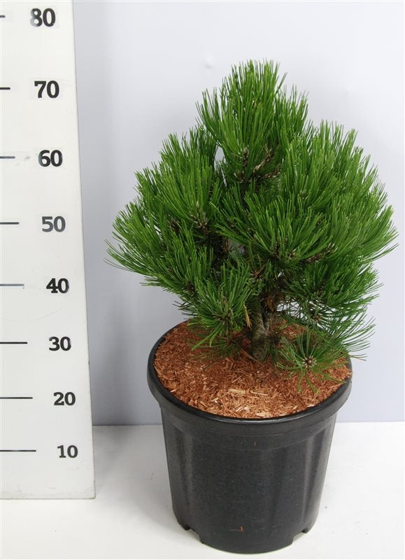 Pinus Compact Gem 60cm 32cm Pot