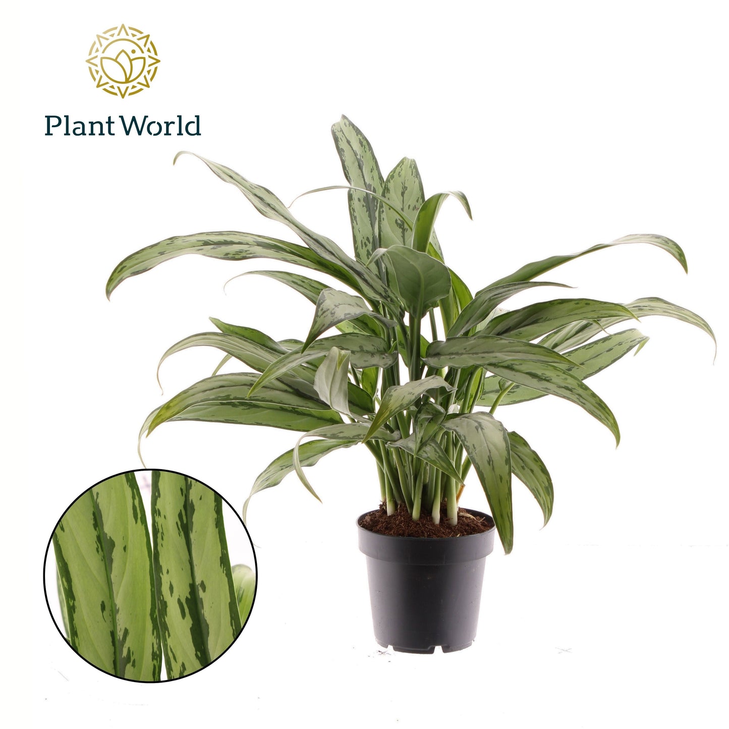 Aglaonema Cutlass 40cm 12cm Pot
