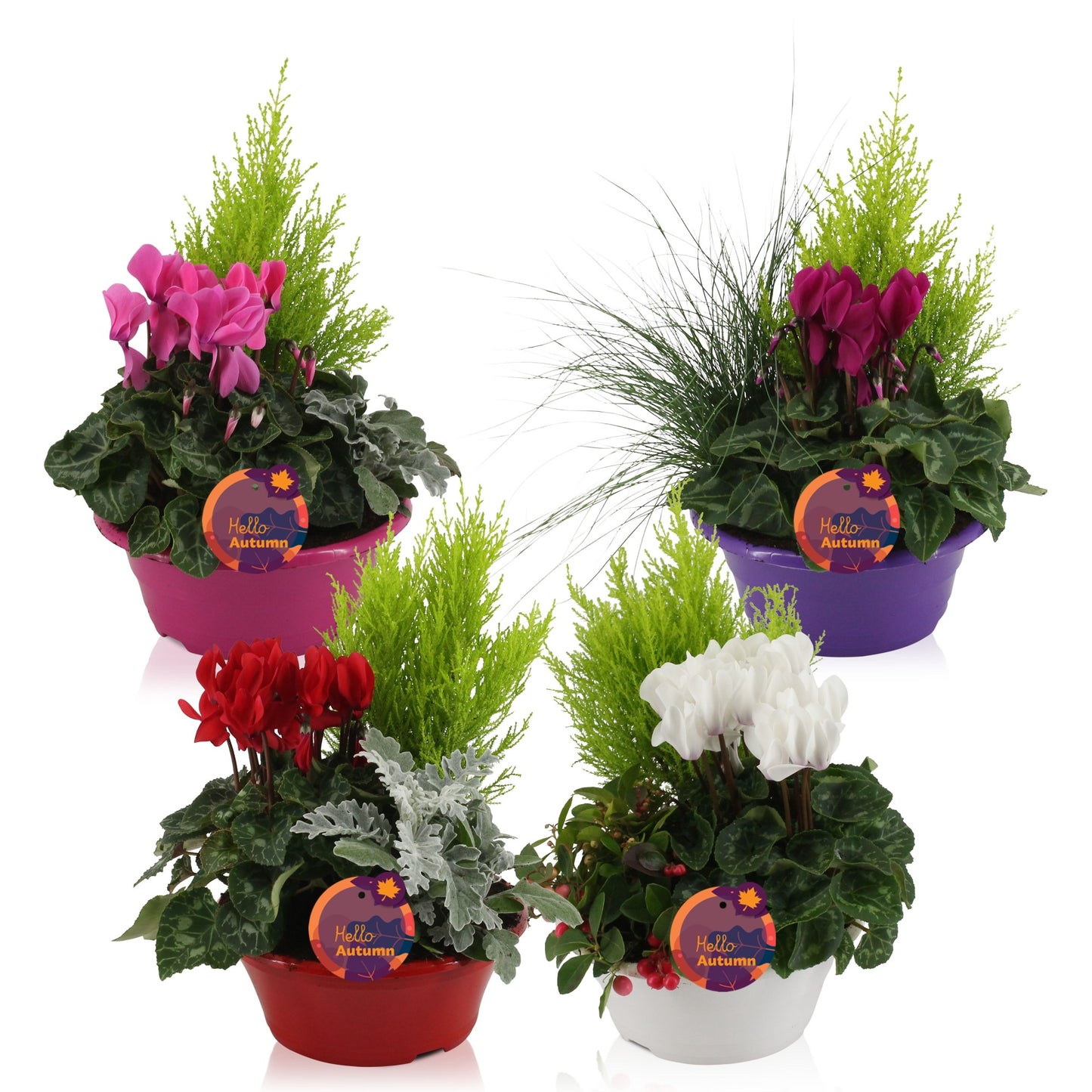 Bedding plants mixpot 30cm 23cm Pot