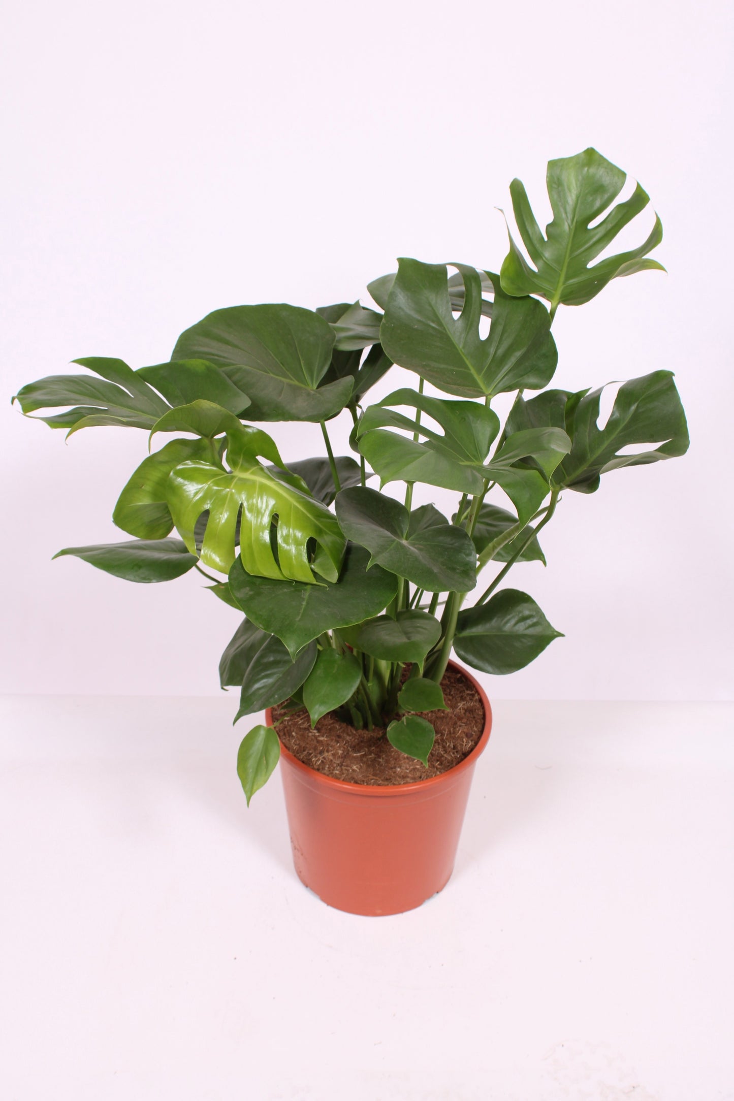 Monstera deliciosa 80cm 30cm Pot
