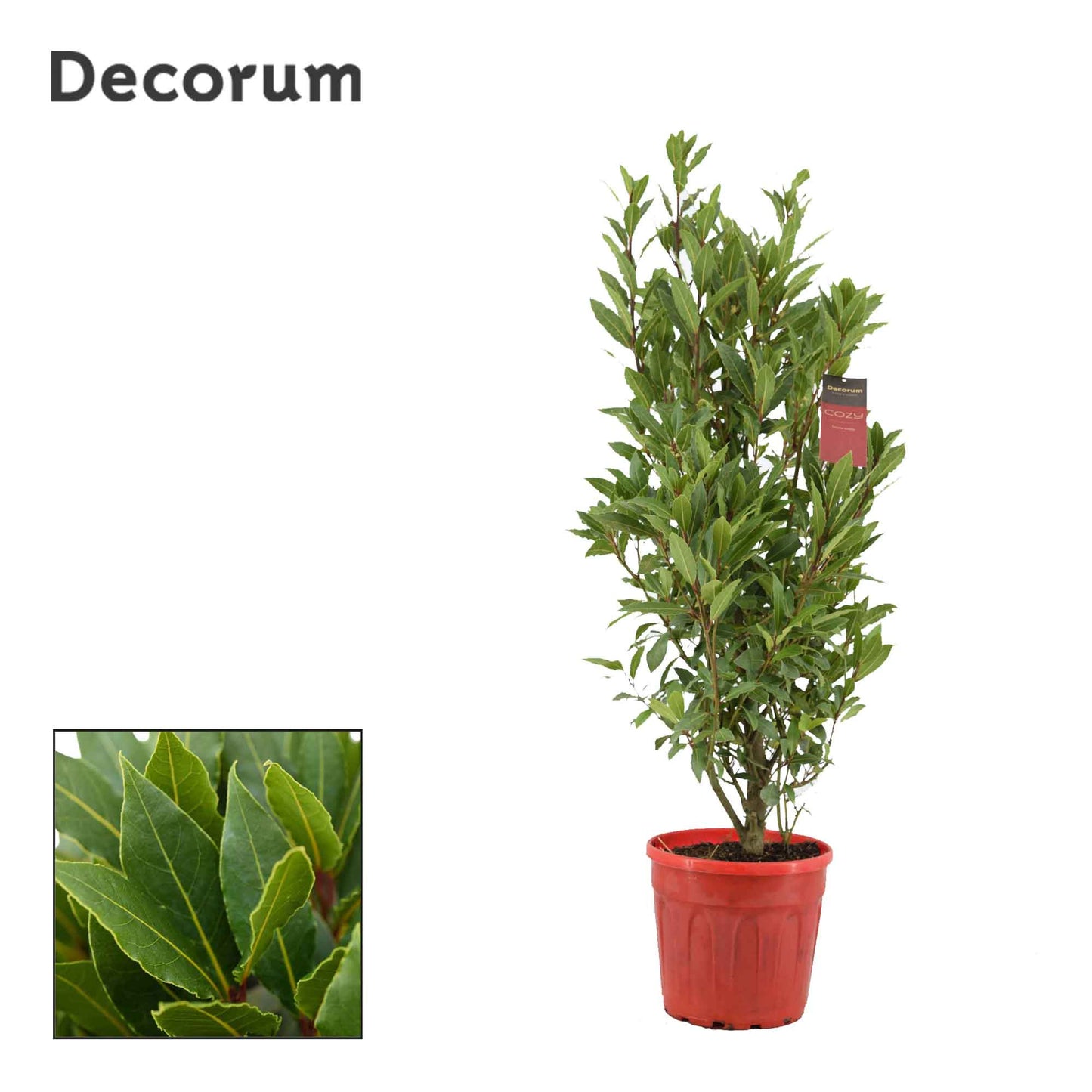 Laurus nobilis 120cm 25cm Pot