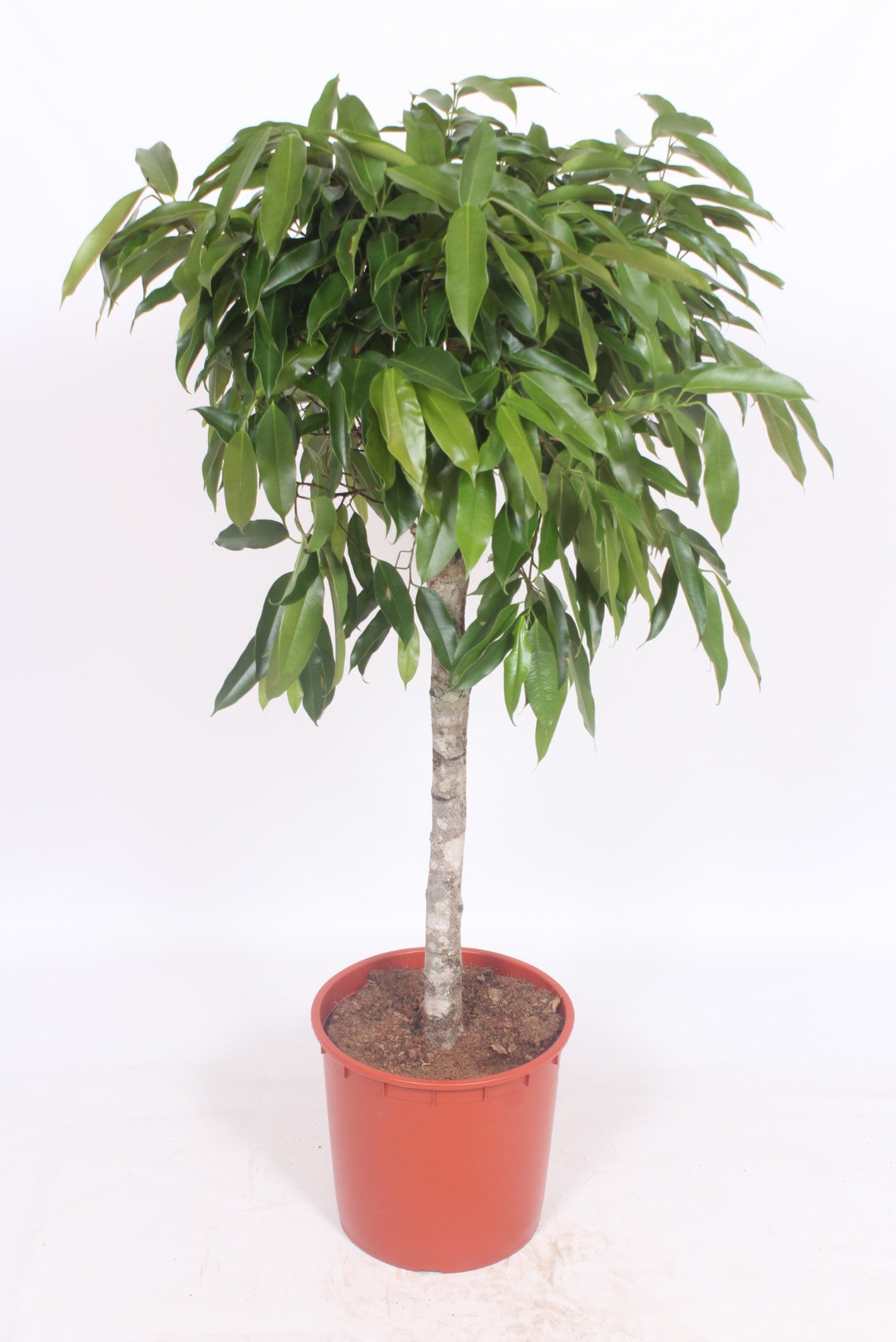 Ficus Amstel King 140cm 34cm Pot