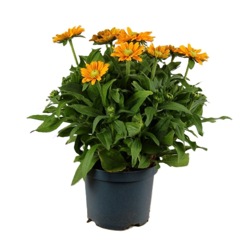 Sunbeckia Noa 55cm 19cm Pot