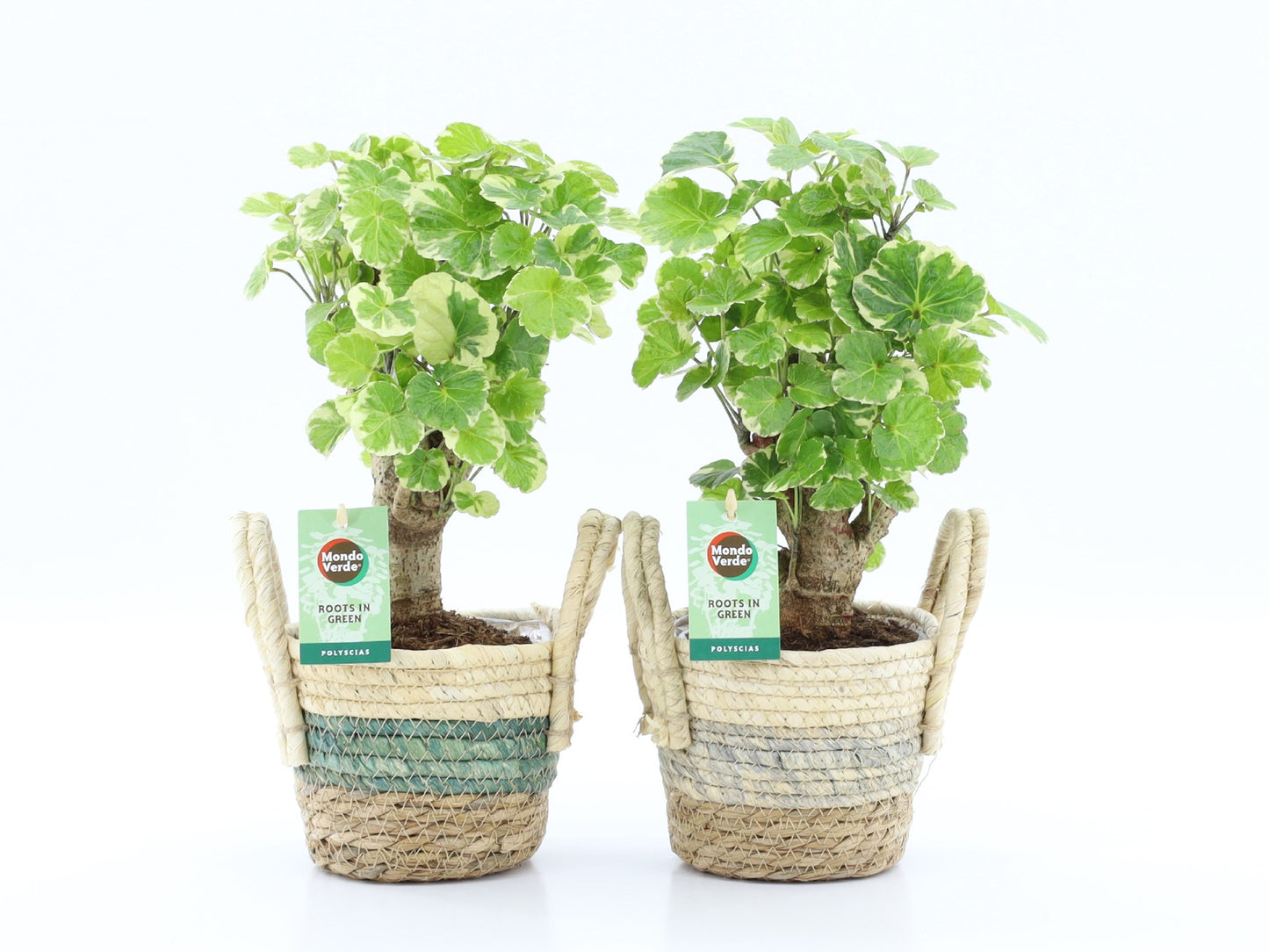 Polyscias scut. Balfourii 40cm 14cm Pot