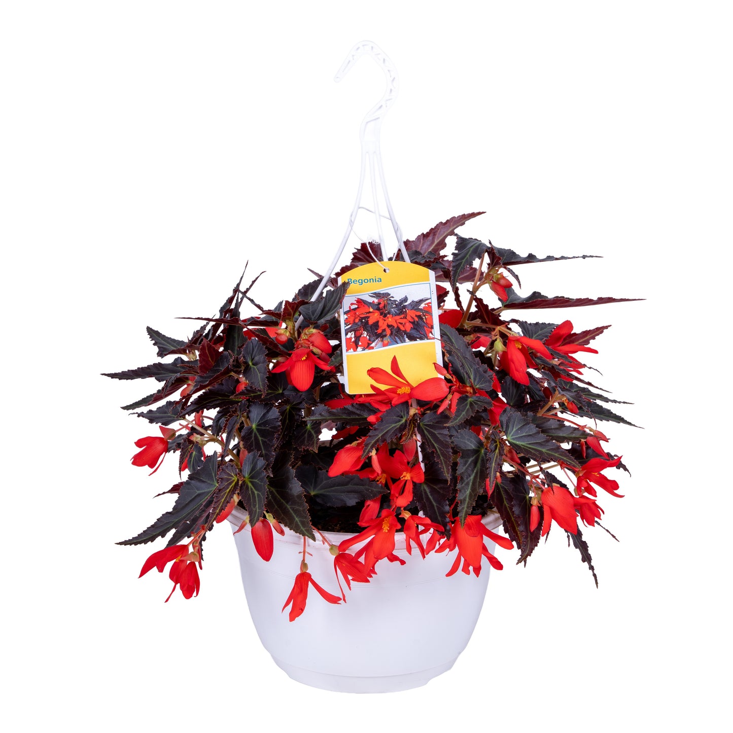 Meerrust Vof Begonia Bonaparte Red Pack of 1