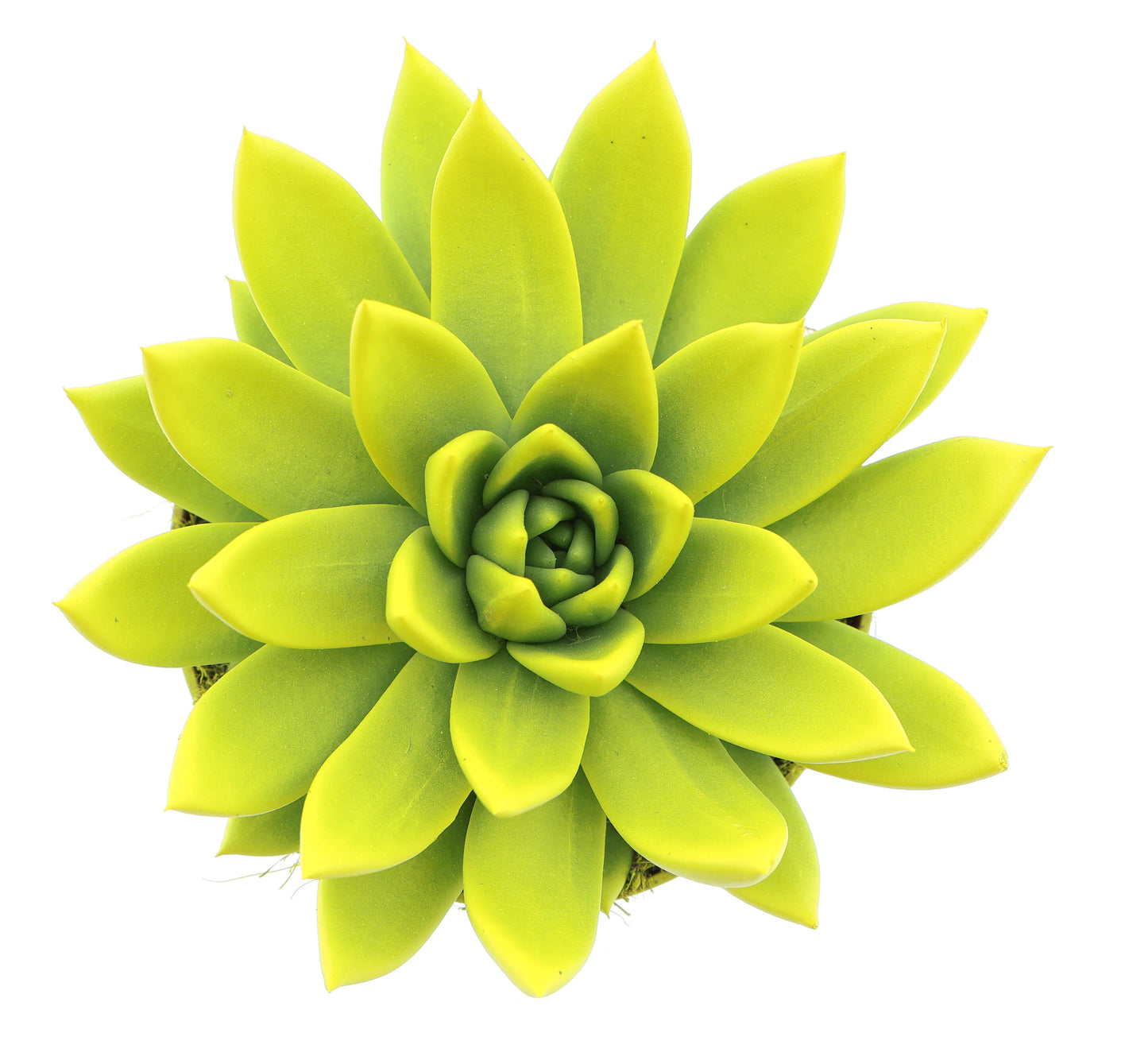 Rainbow yellow 15cm 12cm Pot