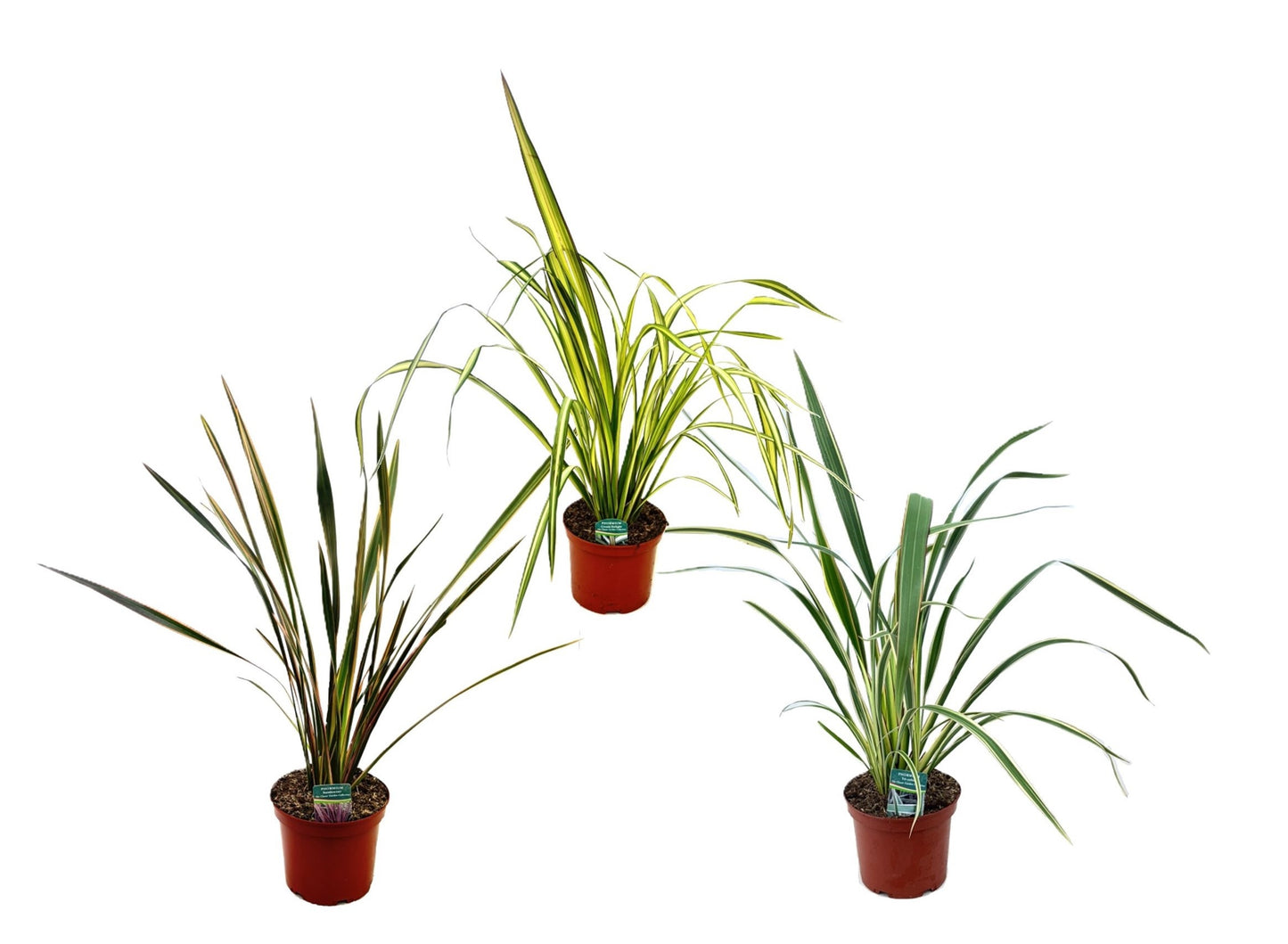 Phormium tenax 120cm 24cm Pot