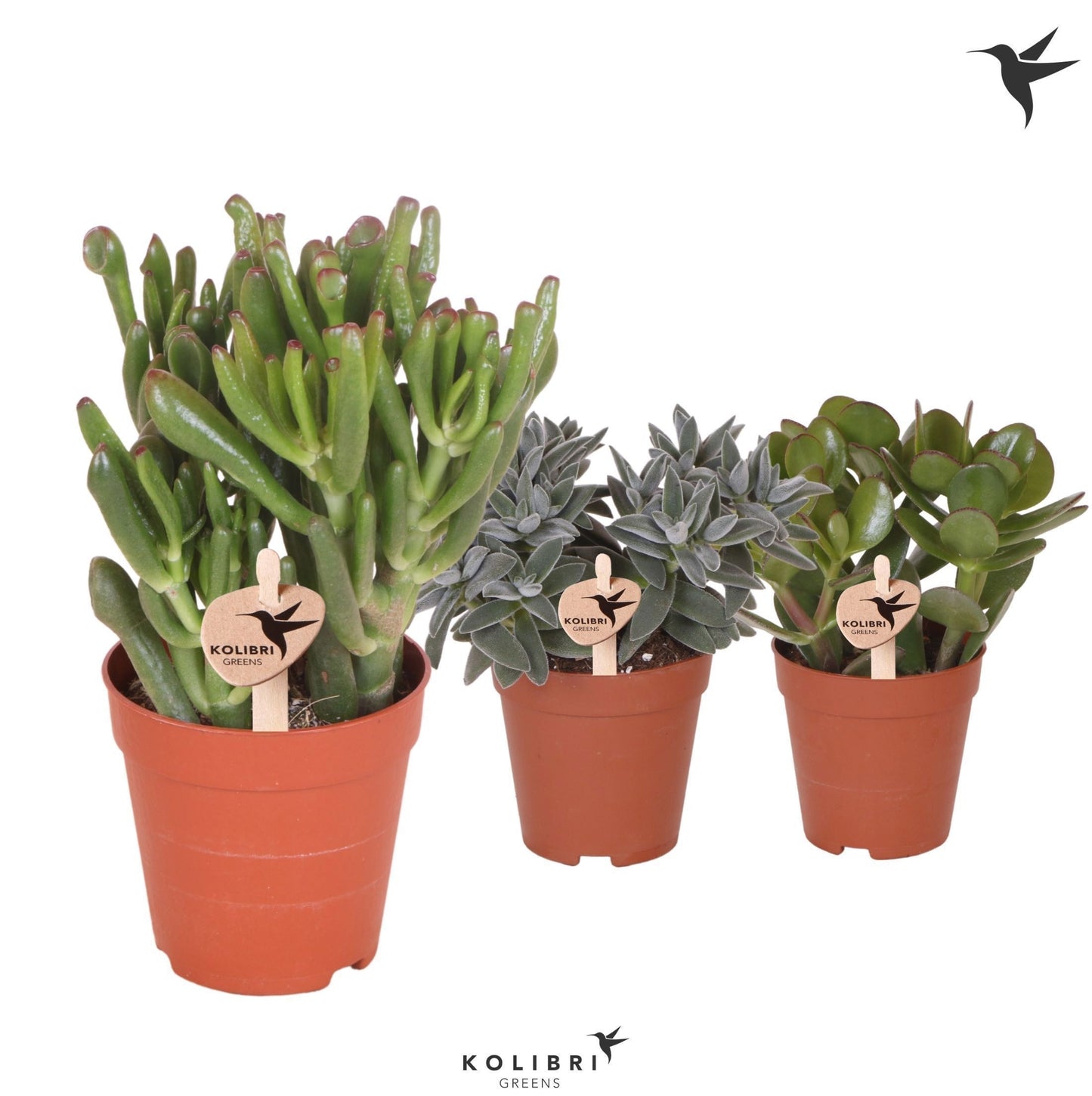 Crassula mix 20cm 9cm Pot