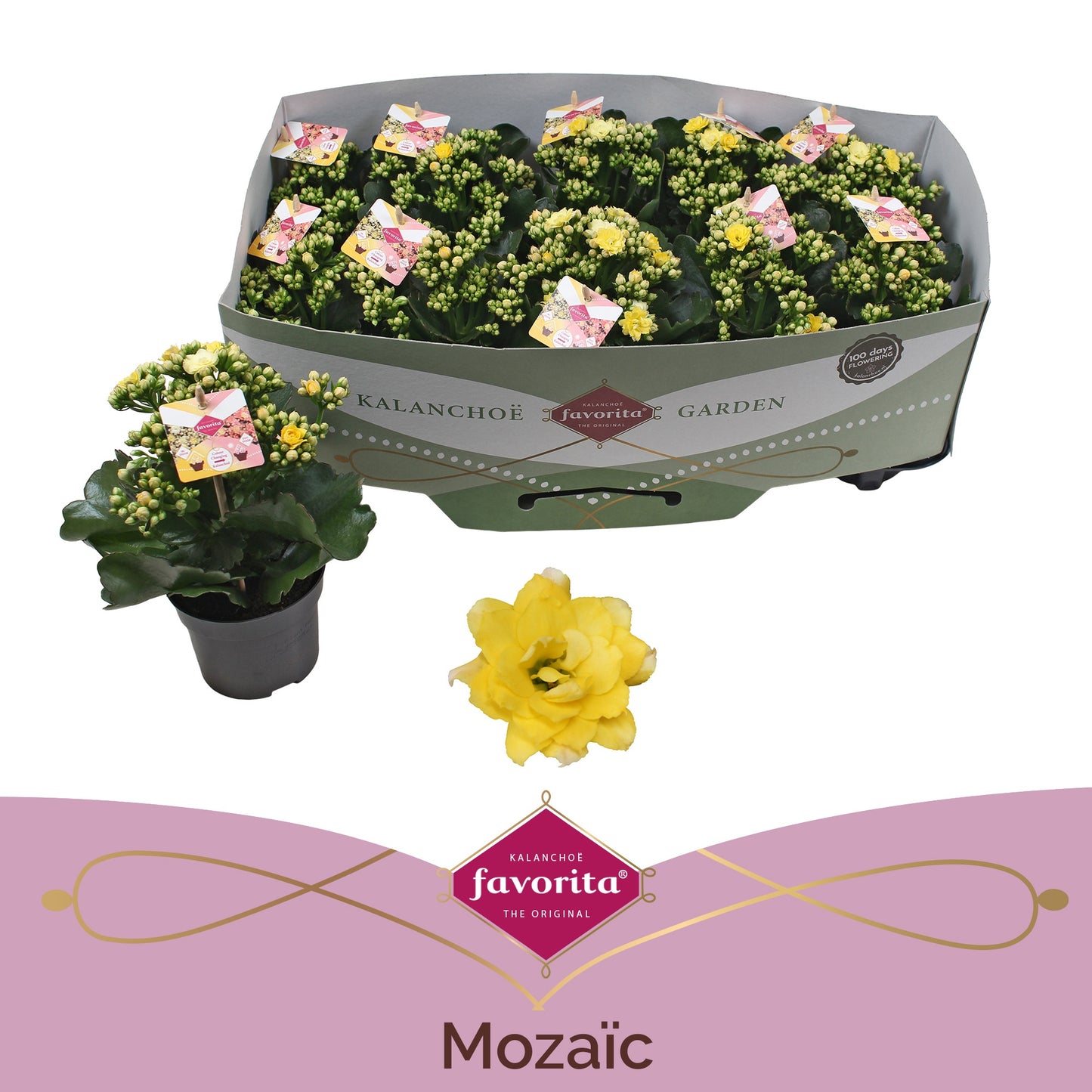 Kalanchoe Mozaic Patio Multi Tweed 22cm 10.5cm Pot