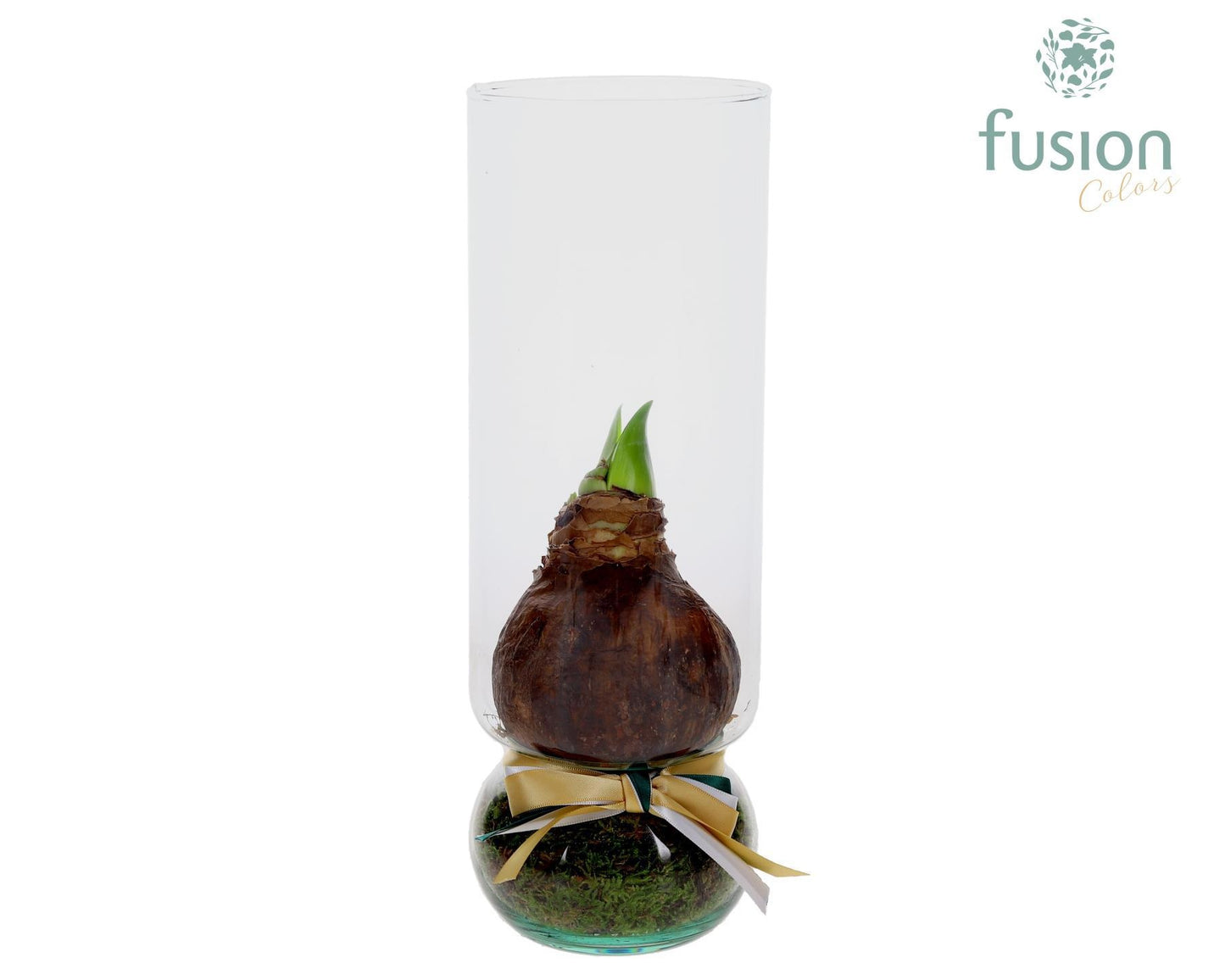 Green BottleAngelica Large met Amaryllis 35cm 12cm Pot