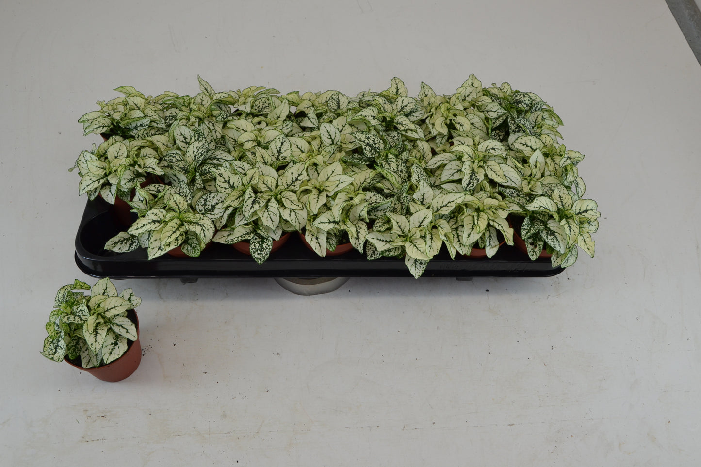 Hypoestes white 10cm 8.5cm Pot