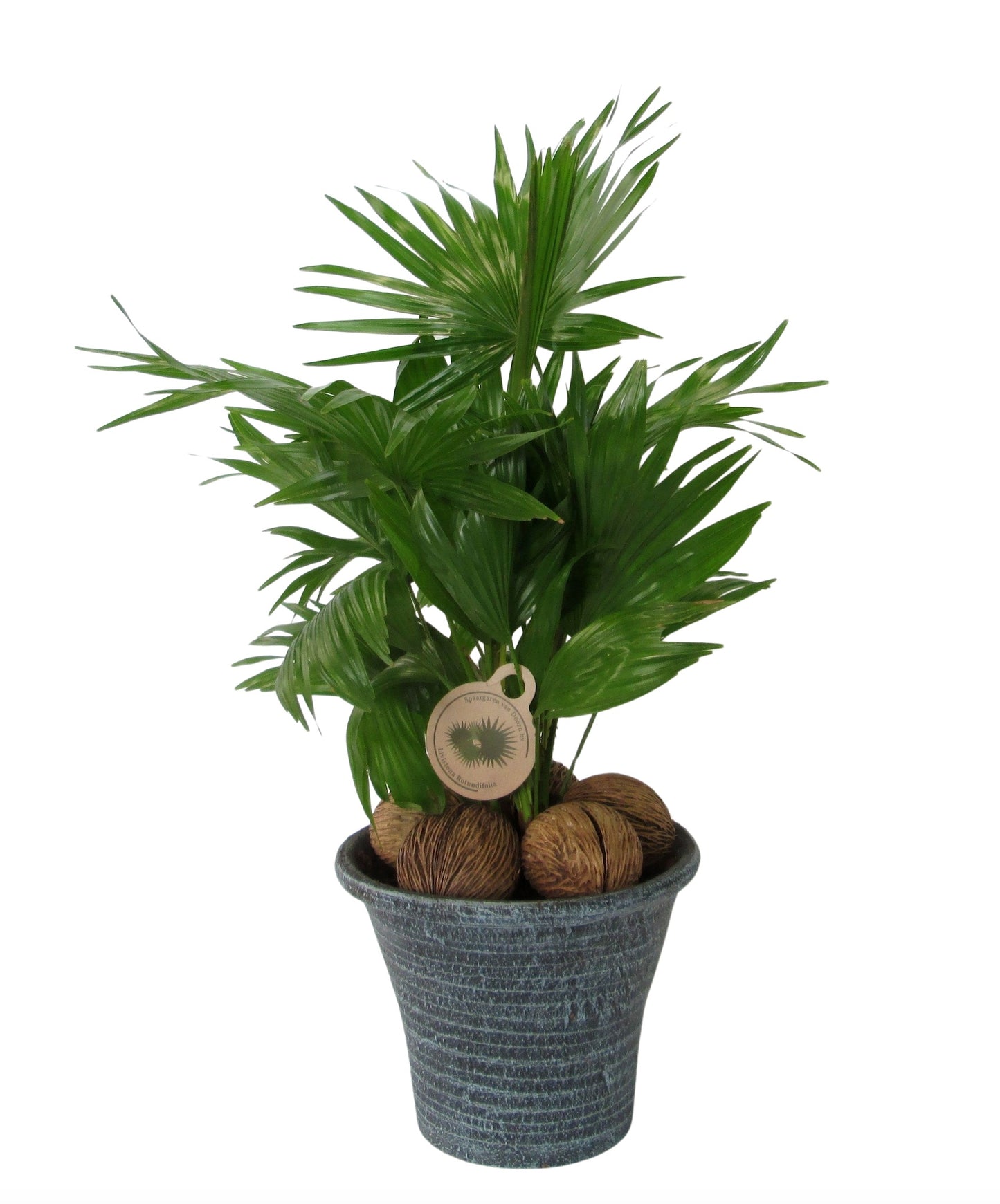 Livistona rot. + bark (+ drp.Hosta) 60cm 23cm Pot