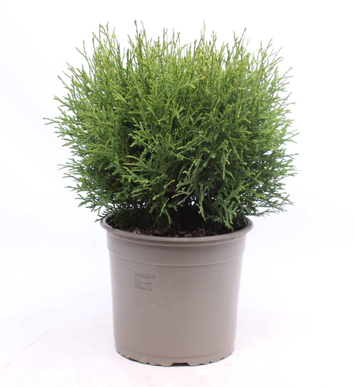 Thuja occidentalis Tiny Tim 40cm 23cm Pot