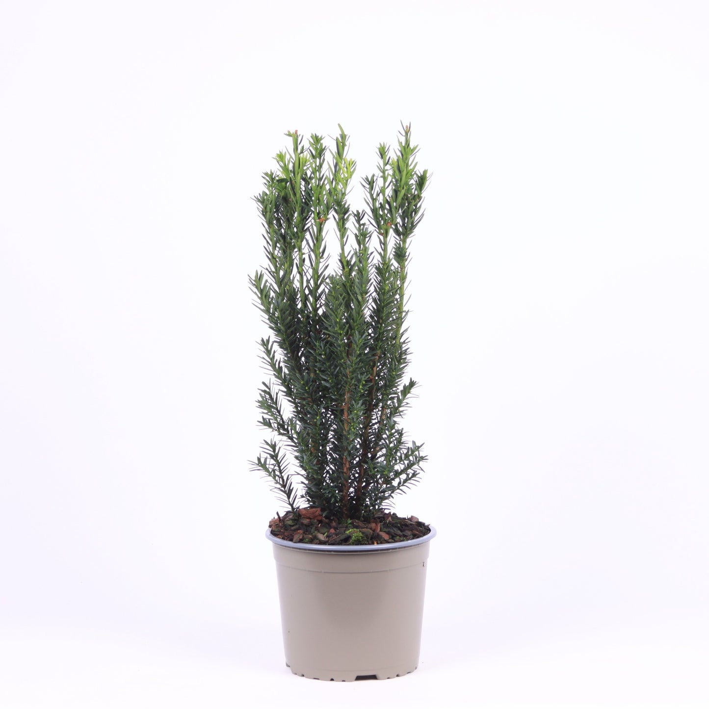 Taxus media Hillii 30cm 17cm Pot