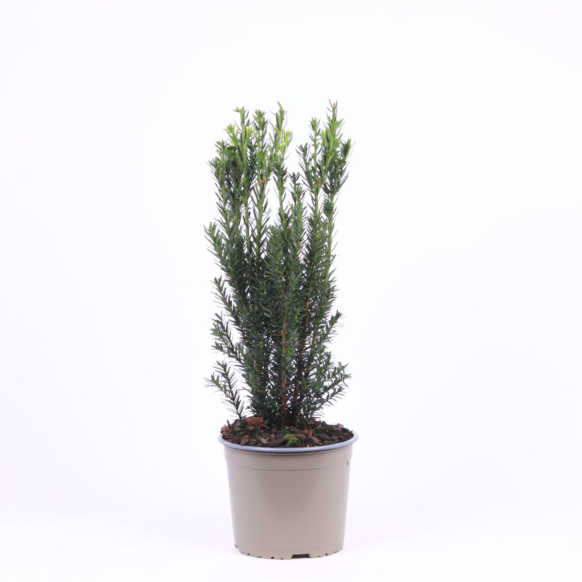 Taxus media Hillii 30cm 17cm Pot