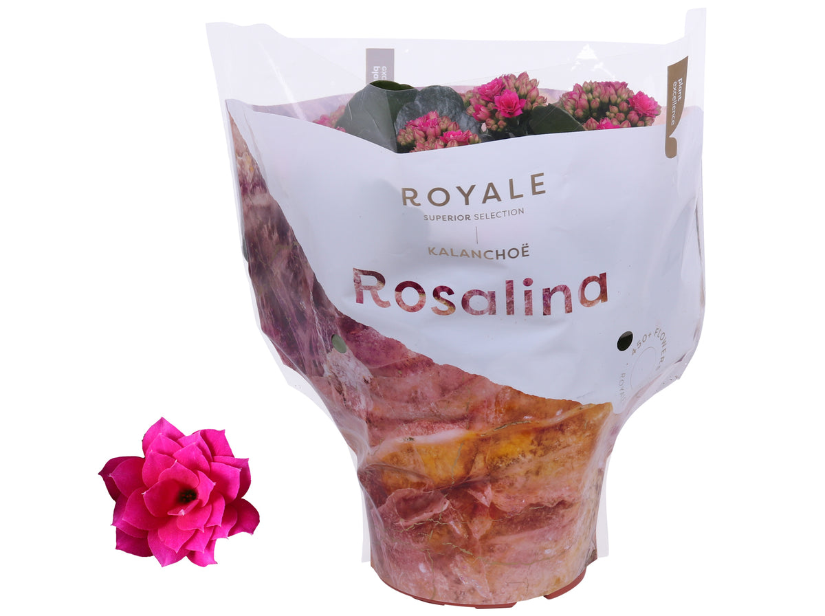 Kalanchoe Rosalina Don Victorio 27cm 15cm Pot