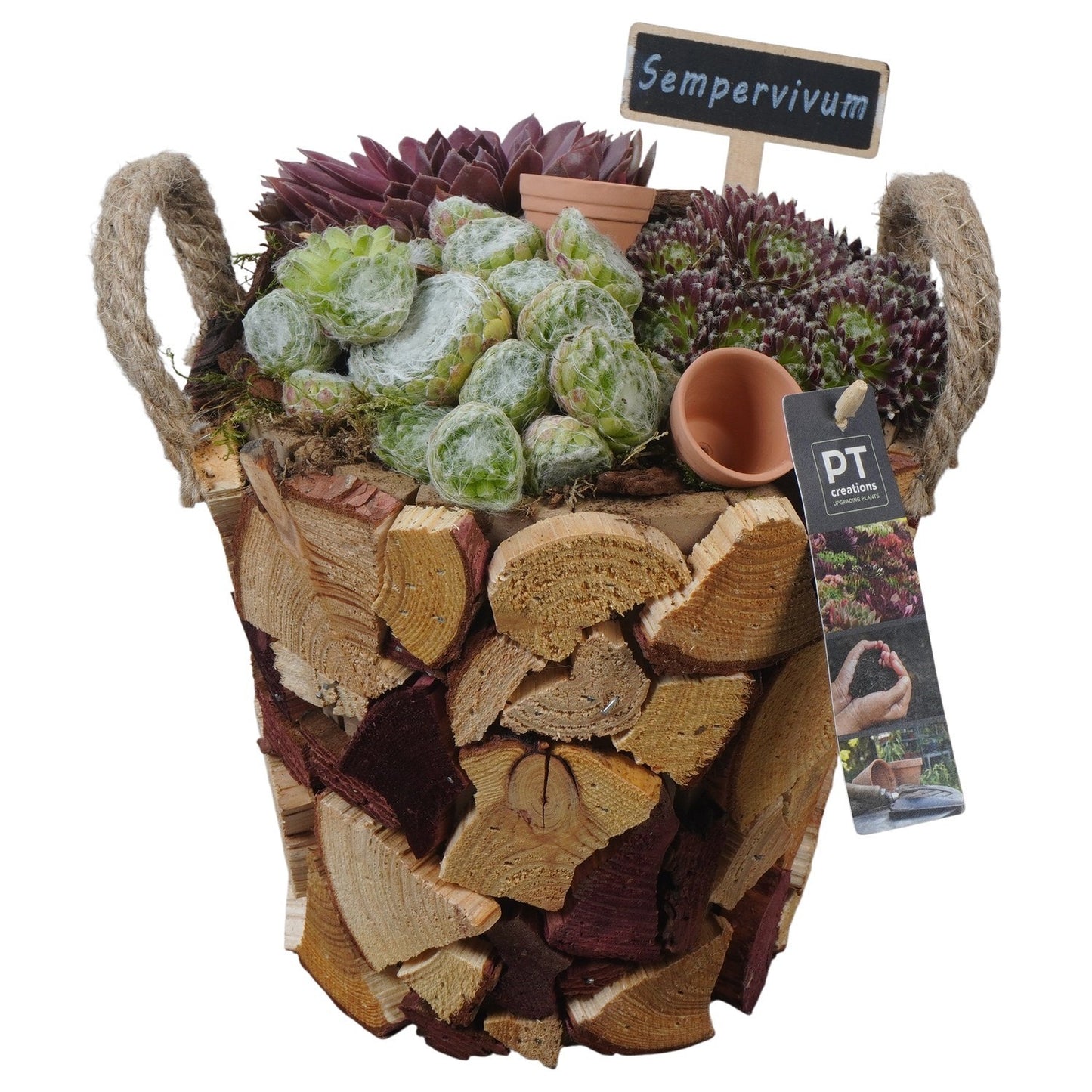 arr. Sempervivum 24cm 19cm Pot
