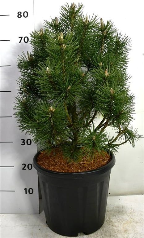 Pinus mugo Columbo 65cm 32cm Pot