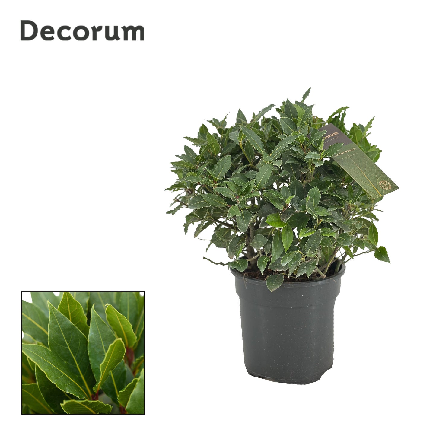 Laurus nobilis 40cm 20cm Pot