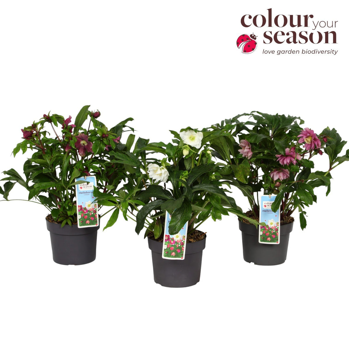 Helleborus or. mix 35cm 19cm Pot