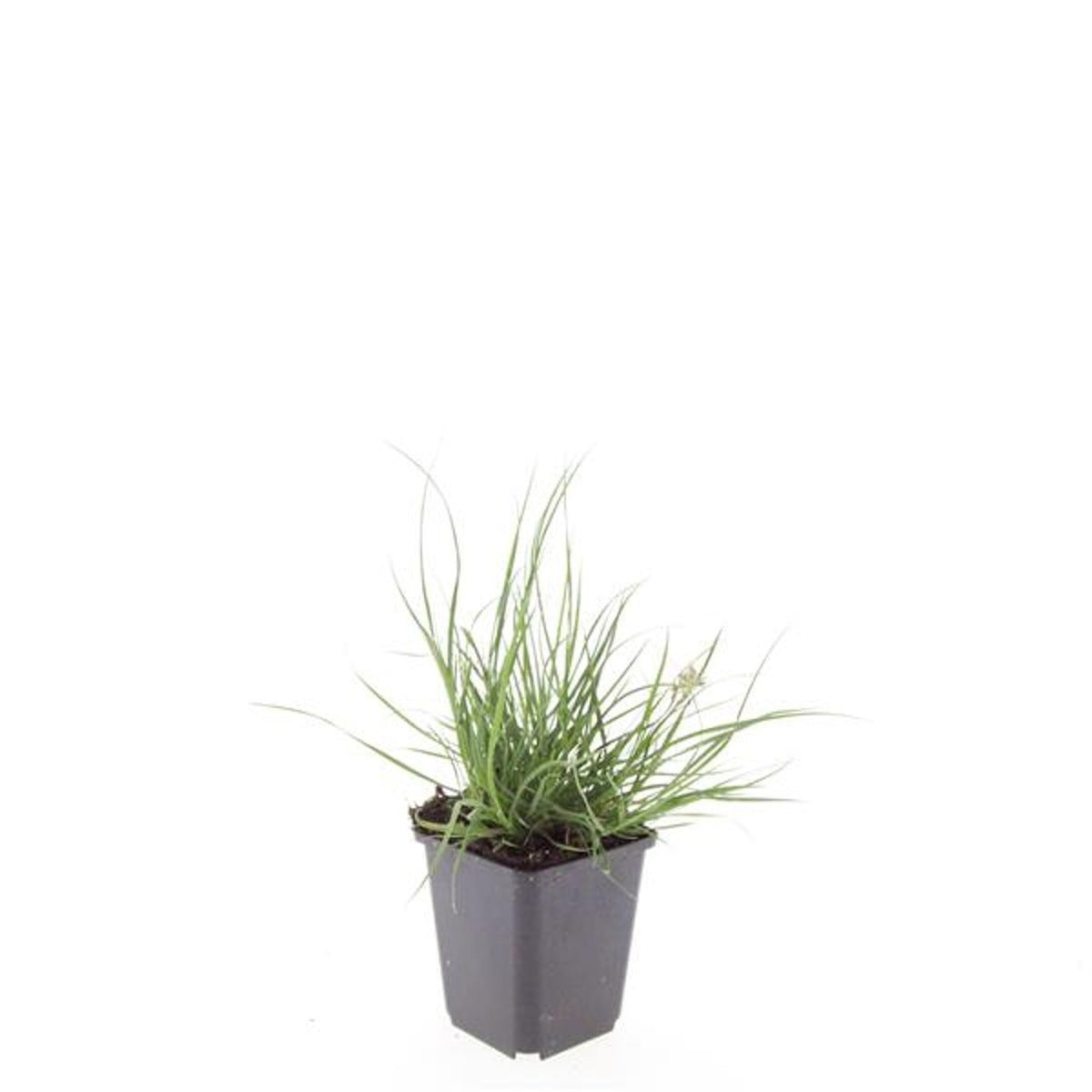 Pennisetum Little Bunny 5cm 9cm Pot