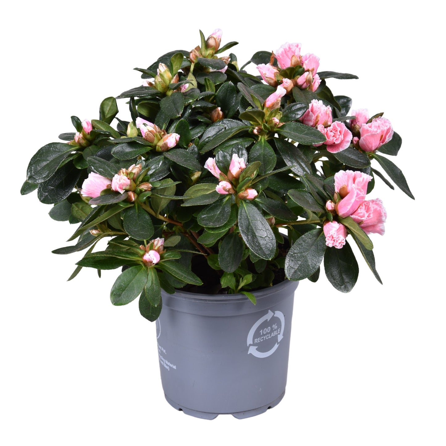 Meerrust Vof Rhododendron simsii Inga Pack of 8