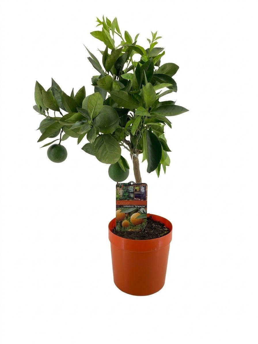Citrus sinensis 70cm 21cm Pot