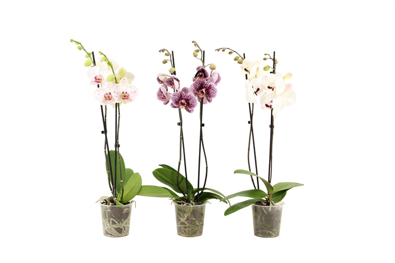 Phalaenopsis mix 60cm 12cm Pot