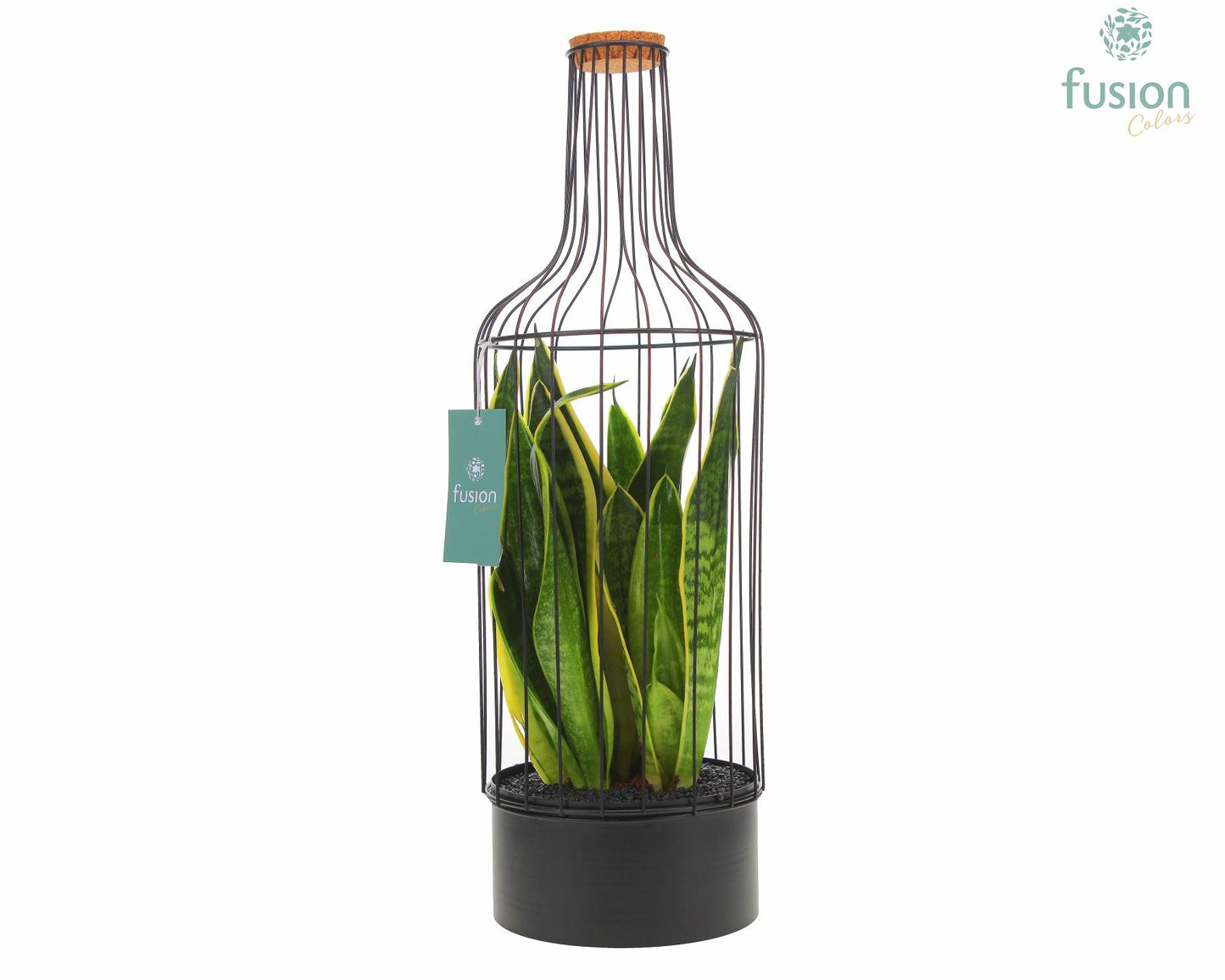Metaal fles zwart Large met Sansevieria 55cm 17cm Pot