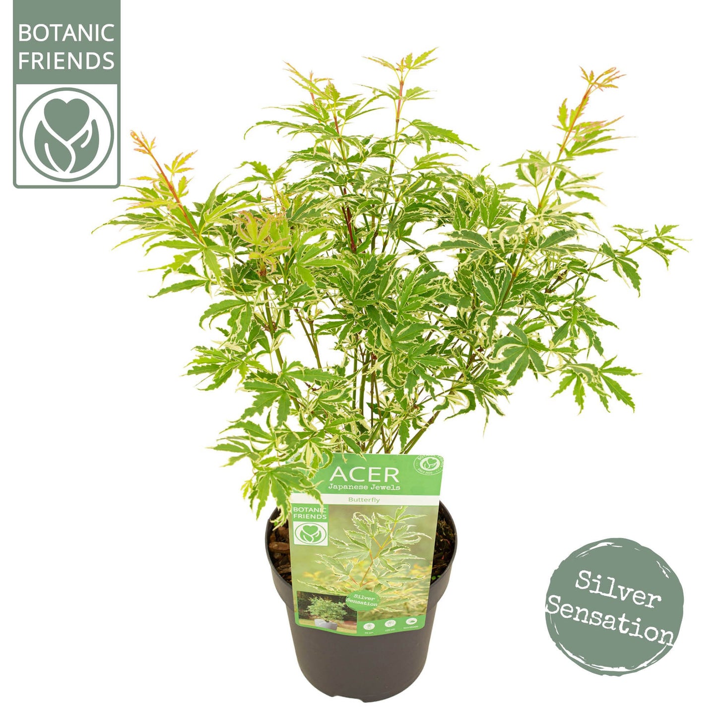 Acer Butterfly 45cm 15cm Pot