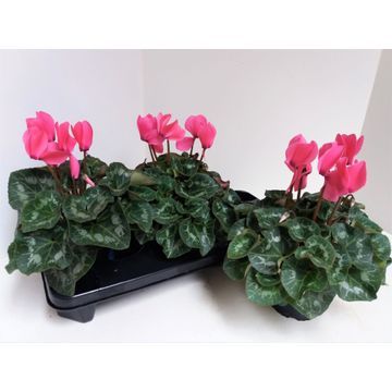 Cyclamen XL 30cm 13cm Pot