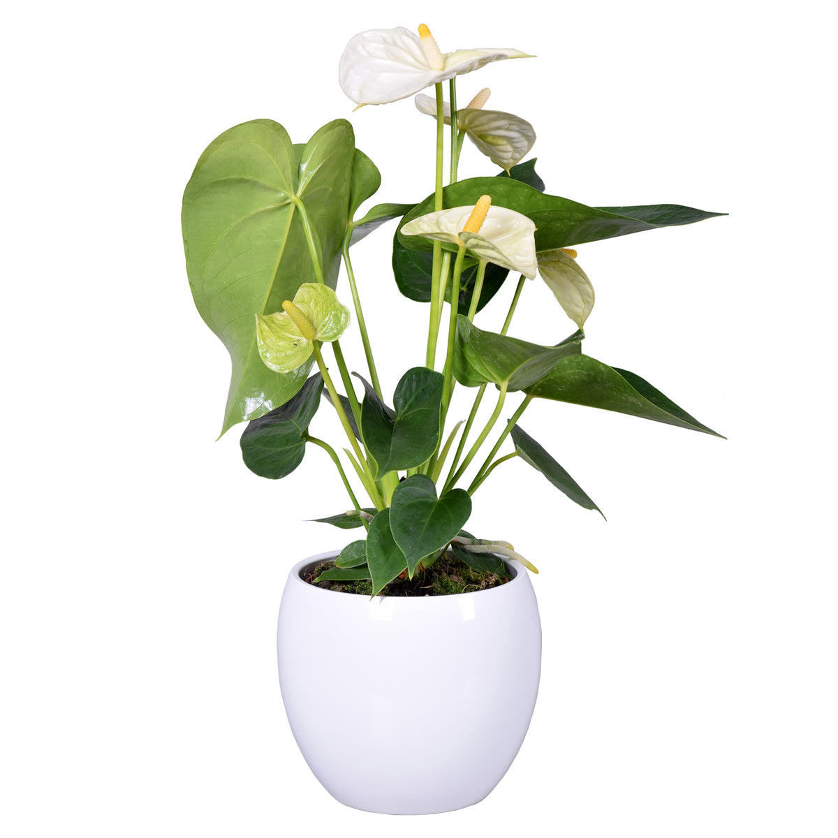 Anthurium andraeanum 45cm 13cm Pot