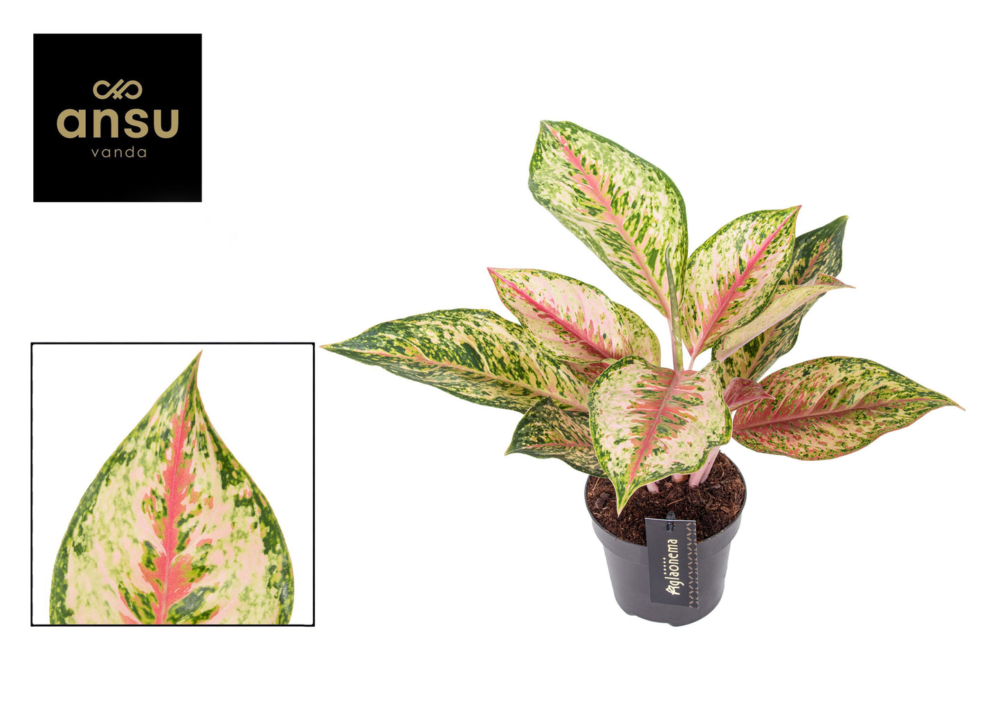 Ansu Aglaonema Painted Celebration Pack of 10