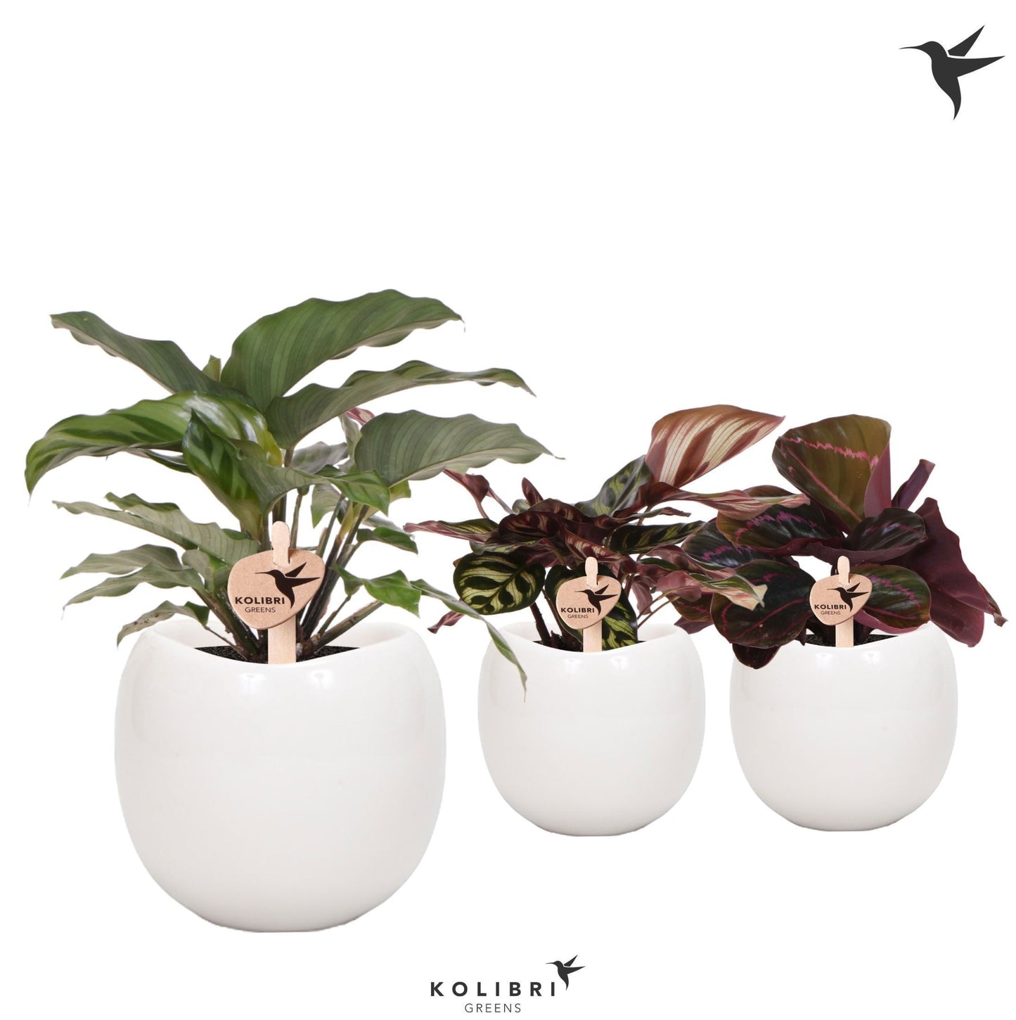 Calathea mix in ceramics 24cm 9cm Pot