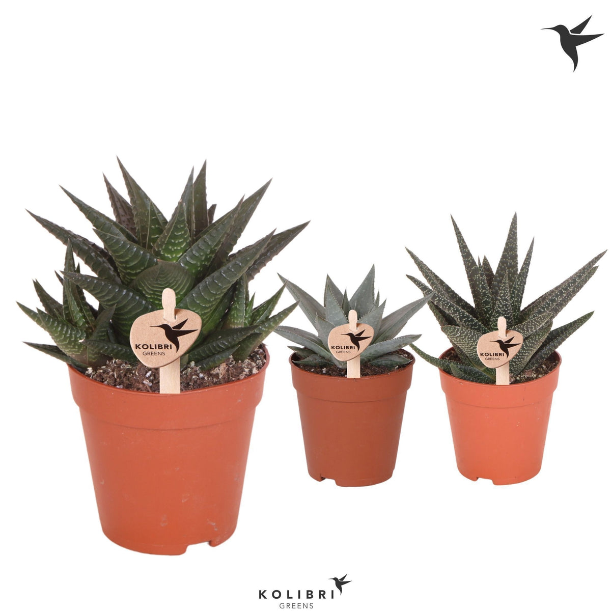 Haworthia mix 18cm 9cm Pot