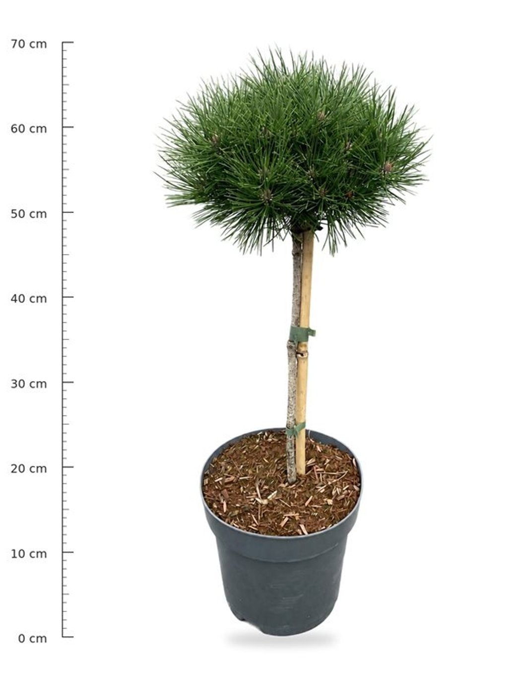 Pinus hybrid 80cm 26cm Pot