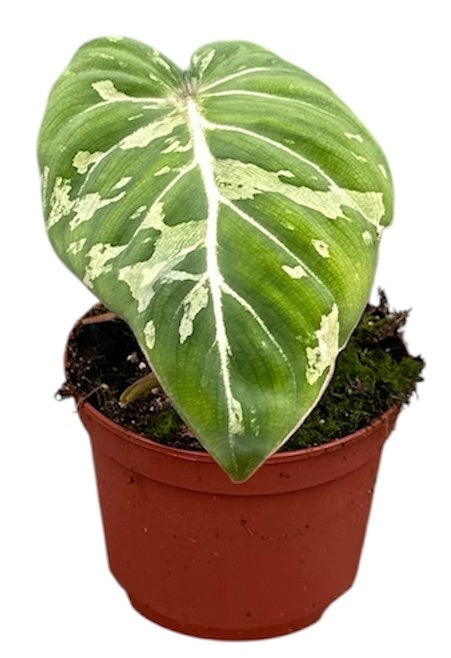 Philodendron scandens 15cm 10.5cm Pot