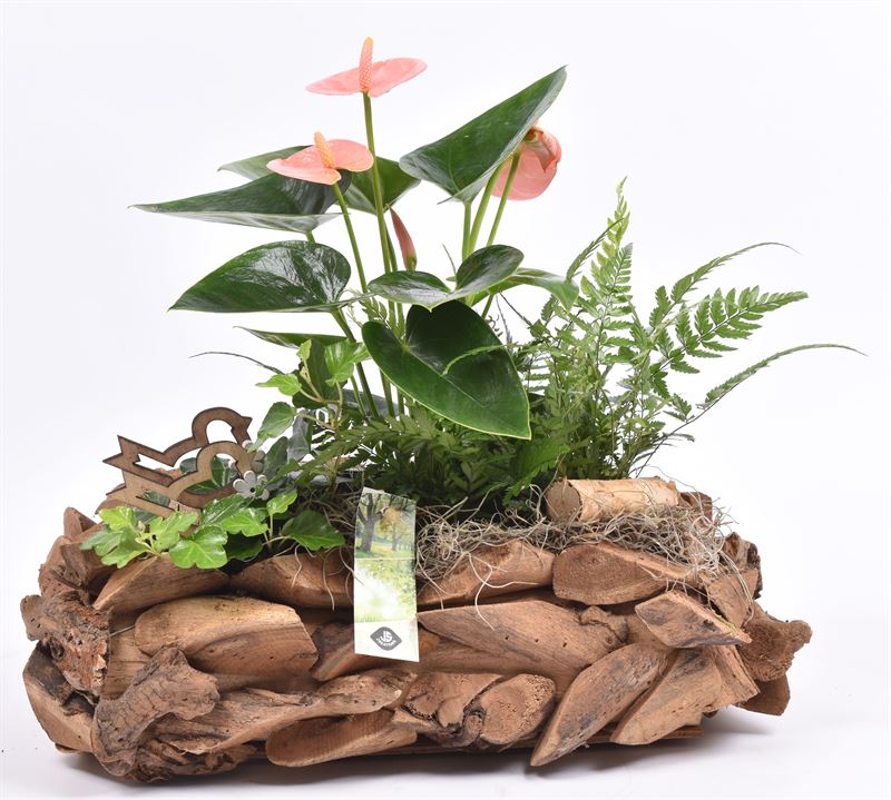 Indoor arrangement 32cm Pot