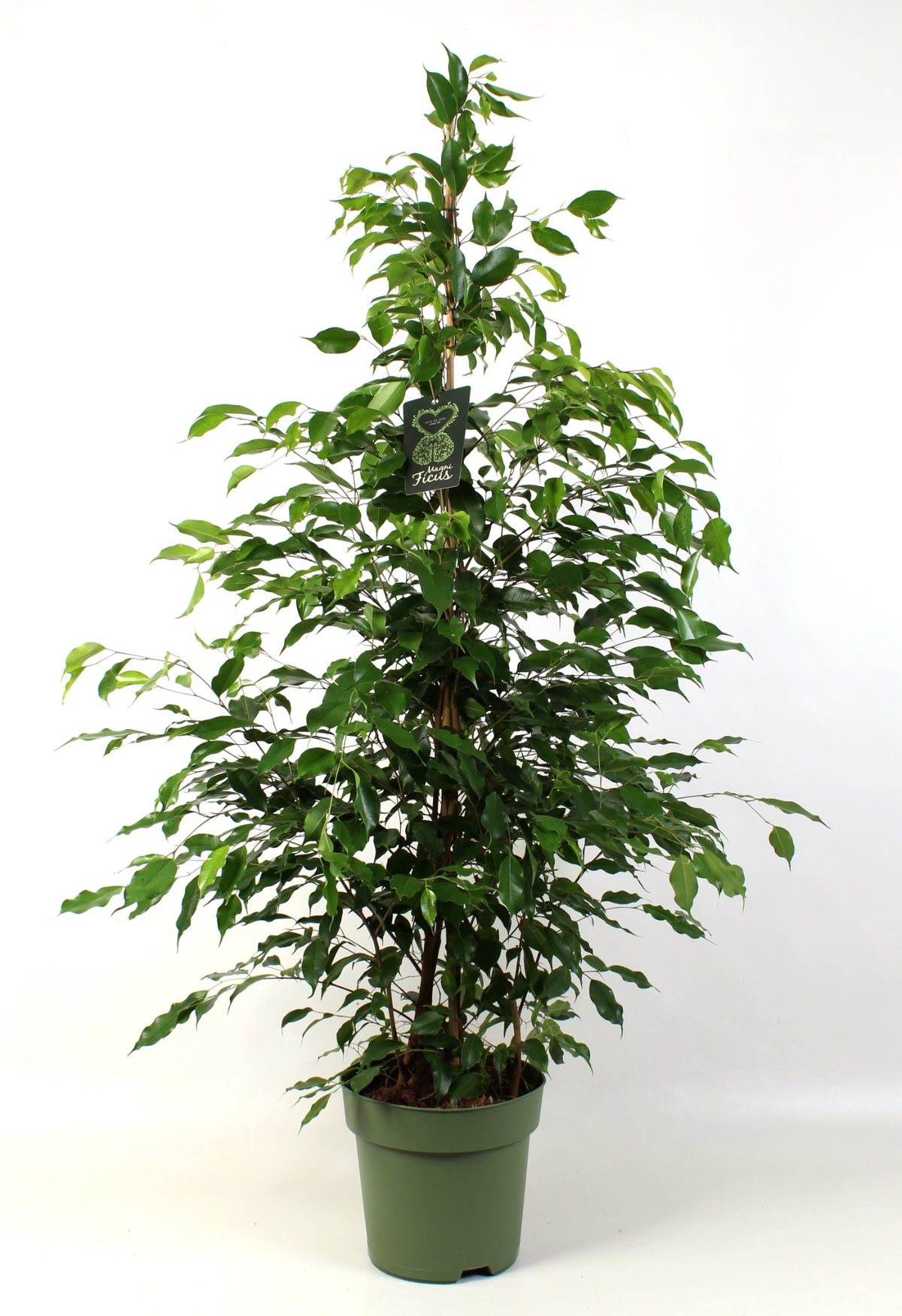 Ficus benj. Exotica 150cm 27cm Pot