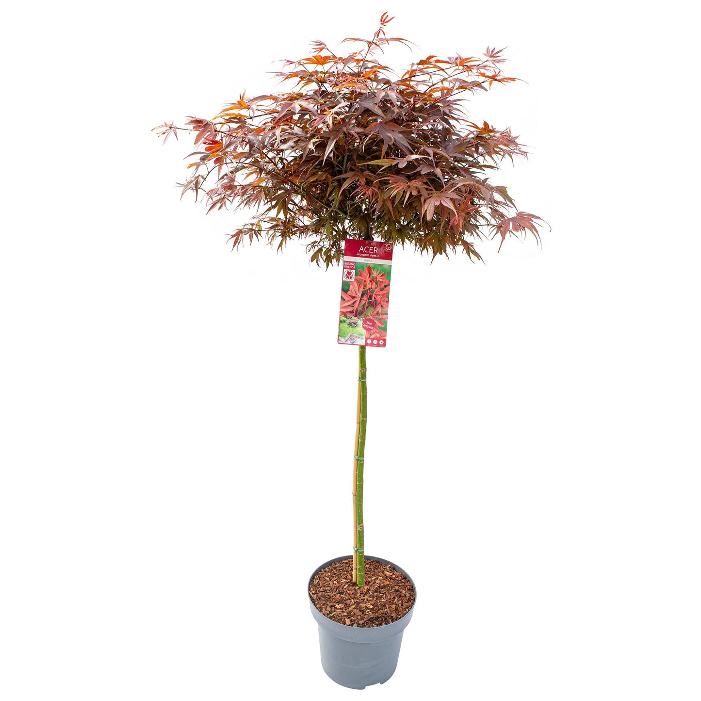 Acer Shaina 160cm 30cm Pot