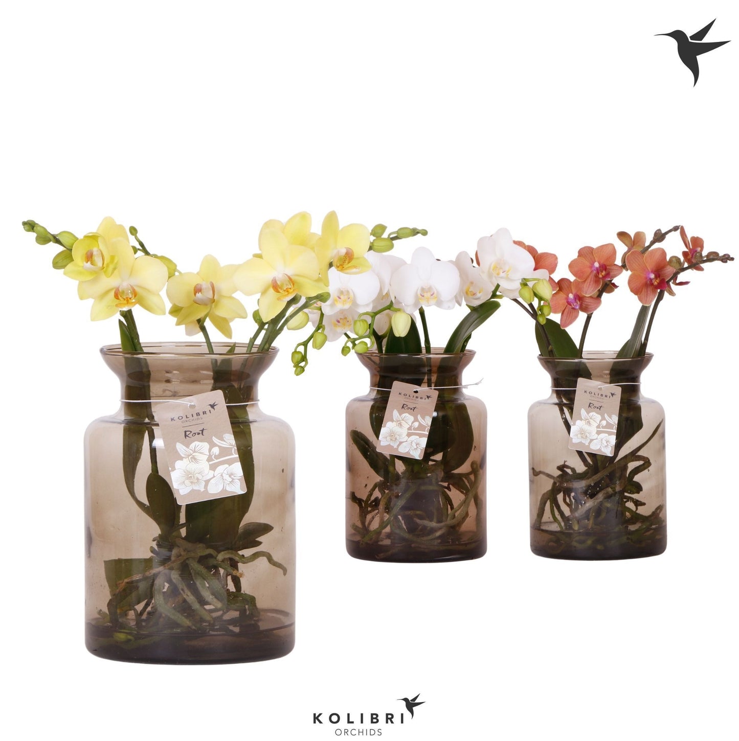 Phalaenopsis mix ceramic 50cm 16cm Pot