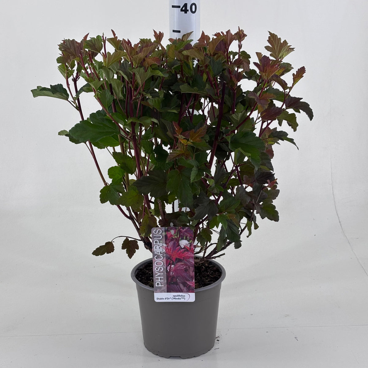 Physocarpus opulifolius 50cm 19cm Pot