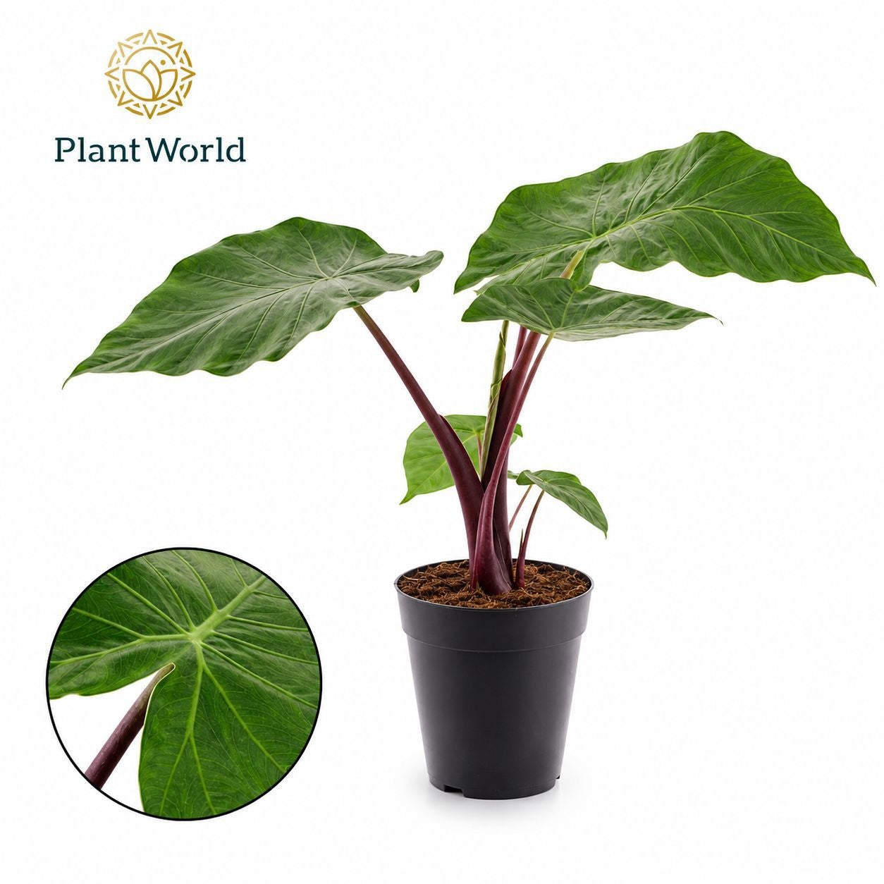 Alocasia amazonica 45cm 15cm Pot